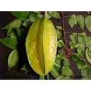 Prozdrowotna Karambola Owocująca (Averrhoa Carambola) sadzonki