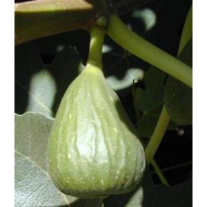 Przeciwkaszlowa  Figa ogrodowa (Ficus carica) 1 pęd