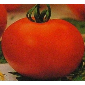 Pomidor Gruntowy wysoki (Krakus) nasiona