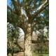 Dąb Korkowy (Quercus Suber) - 3 Letnia sadzonki