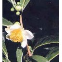 Herbata Chińska (Camelia Sinensis) 2 Letnia sadzonki