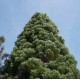 Mamutowiec Olbrzymi (Sequoia Giganteum) 3 letnie sadzonki