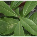 Laur, Wawrzyn Szlachetny (Laurus Nobilis Bay Leaf) sadzonki