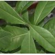 Laur, Wawrzyn Szlachetny (Laurus Nobilis Bay Leaf) sadzonki