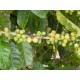 Kawa (Coffea Arabica) 2 Letnie sadzonki