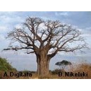 Baobab afrykański (Adansonia Digitata) sadzonki