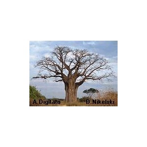 Baobab afrykański (Adansonia Digitata) sadzonki