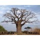 Baobab afrykański (Adansonia Digitata) sadzonki