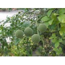 Pomarańcza Trójlistkowa (Poncirus Trifoliata) sadzonki