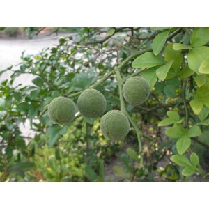 Pomarańcza Trójlistkowa (Poncirus Trifoliata) tegoroczne sadzonki