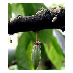 Kakaowiec (Theobroma Cacao) odmiana Forastero sadzonki 10-15 cm