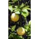 Grapefruit (Citrus Paradisi) sadzonki uzyskane z nasion