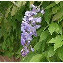 Śliczne pnącze Wisteria Glicynia (Wisteria Sinensis) roczne sadzonki
