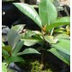 Mangostan (Garcinia sp) Sadzonki