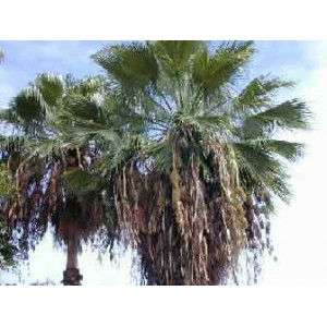 Washingtonia Robusta (Palma) 4 sadzonki