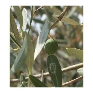 Oliwka europejska (Olea europea) tegoroczne sadzonki