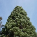 Sekwoja, Mamutowiec (Sequoiadendron Giganteum) nasiona