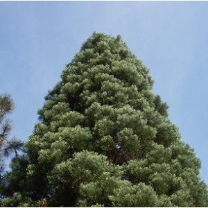 Sekwoja, Mamutowiec (Sequoiadendron Giganteum) nasiona 20 szt