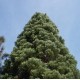 Sekwoja, Mamutowiec (Sequoiadendron Giganteum) nasiona 20 szt