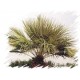 Szorstkowiec Fortunego, Palma mrozoodporna (Trachycarpus Fortunei) sadzonki 1-2 liście