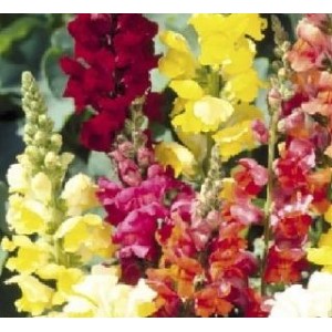 Lwia Paszcza Karłowa (Antirrhinum Majus ) nasiona