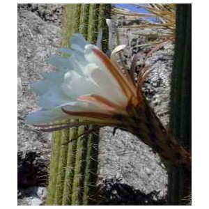 Kaktus San Pedro (Trichocereus Spachianus, Torch Cactus) 1 nasiono