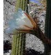 Kaktus San Pedro (Trichocereus Spachianus, Torch Cactus) nasiona