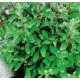 Majeranek jednoroczny (Origanum majorana) nasiona