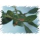 Eukaliptus Górski (Eucaliptus Gunii) nasiona
