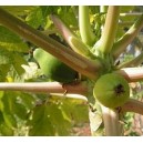 Papaja Owocująca (Carica Papaya) nasiona
