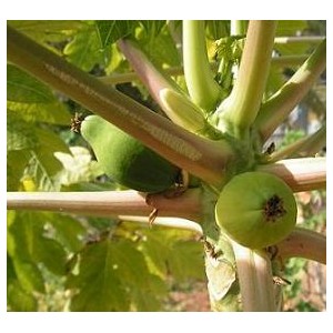 Papaja Owocująca (Carica Papaya) nasiona 50 szt