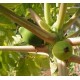 Papaja Owocująca (Carica Papaya) nasiona 50 szt