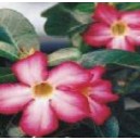 Róża Pustyni (Adenium Obesum - kaktus) nasiona