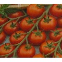 Pomidor Gruntowy (typ Cherry / Koralik) nasiona