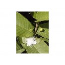 Gwajawa, Gruszla właściwa (Psidium Guajava) 2 Letnia sadzonki