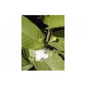 Gwajawa, Gruszla właściwa (Psidium Guajava) roczne sadzonki