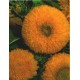 Słonecznik ozdobny niski, pełny (Helianthus Annuus) nasiona