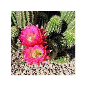 Trichocereus Huascha nasiona 5 szt