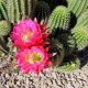 Trichocereus Huascha nasiona 5 szt