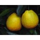 Pomarańcza Słodka (Citrus Sinensis) sadzonki