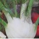 Koper włoski Fenkuł (Foeniculum Vulgare) nasiona