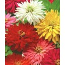 Cynia Chryzantemowa (Zinna Elegans Chrysantha) nasiona