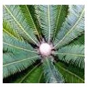 Sagowiec (Cycas Revoluta) sadzonki