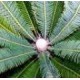 Sagowiec (Cycas Revoluta) sadzonki