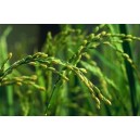 Ryż (oryza Sativa) nasiona