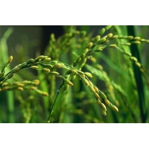 Ryż (oryza Sativa) nasiona 10 szt