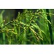 Ryż (oryza Sativa) nasiona