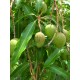 Mango (Mangifera Indica) sadzonki