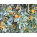 Kumkwat (Fortunella Crassifolia) nasiona