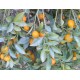 Kumkwat (Fortunella Crassifolia) 2 nasiona